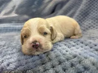 AKC Prince # 9402 Buff, a male Cocker Spaniel for sale in Exeter, MO – 2 of 8
