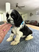 AKC PARTI  Boy❗️❗️ #4842❗️❗️, a male Cocker Spaniel for sale in Exeter, MO – 7 of 10