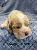 AKC Piper Buff #9399, a female Cocker Spaniel for sale in Exeter, MO – 6 of 10