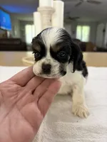 AKC Angles # 4787, a male Cocker Spaniel for sale in Exeter, MO – 4 of 8