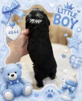AKC parti # 4844, a male Cocker Spaniel for sale in Exeter, MO – 3 of 3