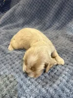AKC Paige Red Roan #9403, a female Cocker Spaniel for sale in Exeter, MO – 4 of 10