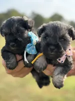 Mercy’s girl #2 AKC, a female Miniature Schnauzer for sale in Exeter, MO – 7 of 10