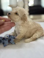 Kandys girl #4674, a female Poodle - Miniature  for sale in Exeter, MO – 4 of 10