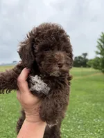 Chocolate Girl white chest , a female Poodle - Miniature  for sale in Exeter, MO – 3 of 10