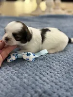 Lola’s girl #2– 4678 🦋💙🦋, a female Shih Tzu for sale in Exeter, MO – 5 of 10