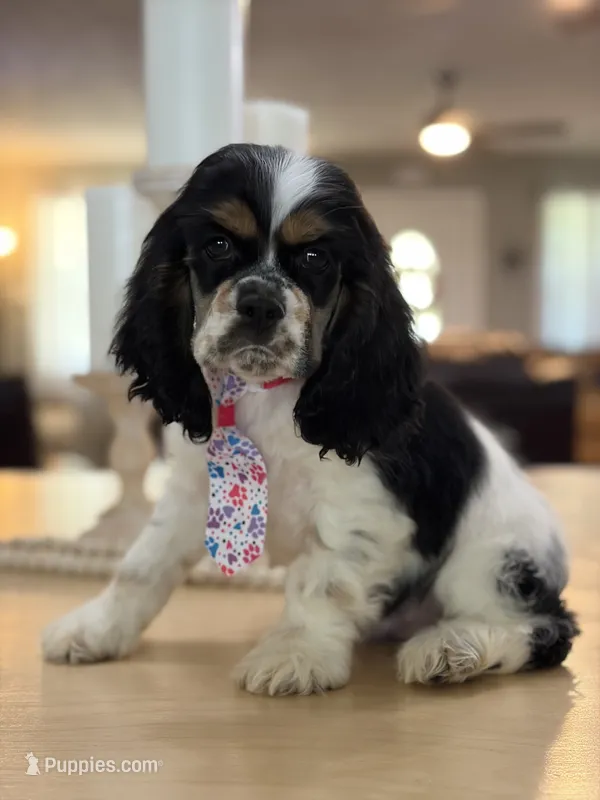 AKC  Tri Angles Boy❗️ # 4787❗️ – Cocker Spaniel puppy for sale in Exeter, MO