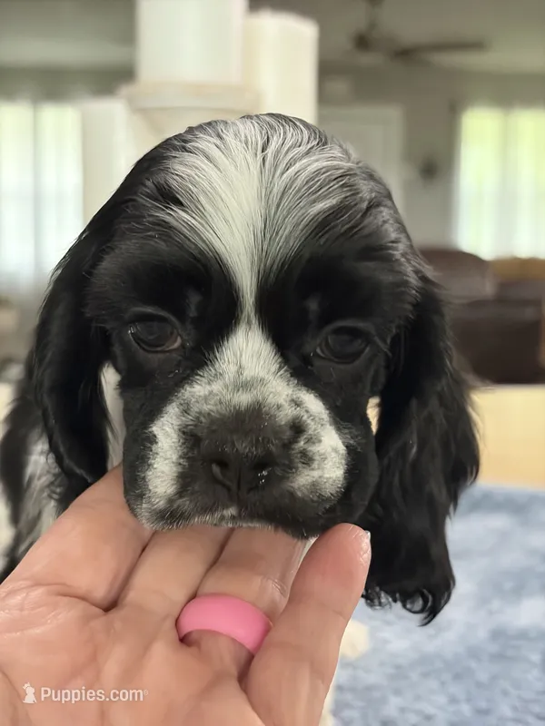AKC PARTI # 4784 – Cocker Spaniel puppy for sale in Exeter, MO