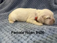 AKC Paisley #9406 Red Roan , a female Cocker Spaniel for sale in Exeter, MO – 2 of 10