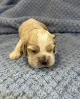AKC Paul # 9400 Red Roan, a male Cocker Spaniel for sale in Exeter, MO – 7 of 10