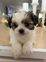 Chuck, a male Shih Tzu for sale in Exeter, MO – 6 of 10