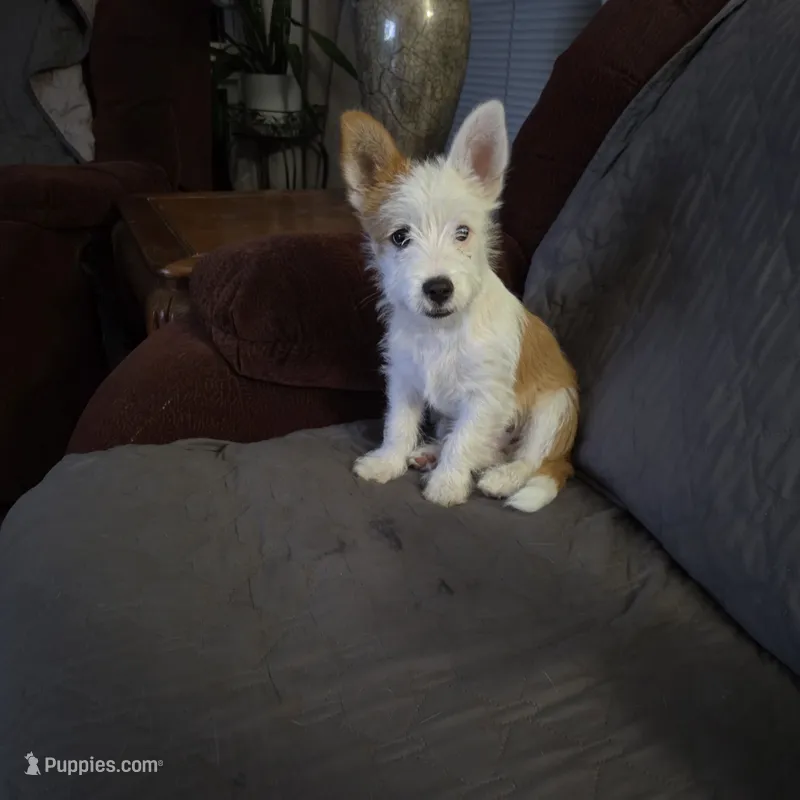 Billy – Portuguese Podengo puppy for sale in Santa Rosa, CA