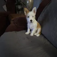 Billy, a male Portuguese Podengo for sale in Santa Rosa, CA – 1 of 1