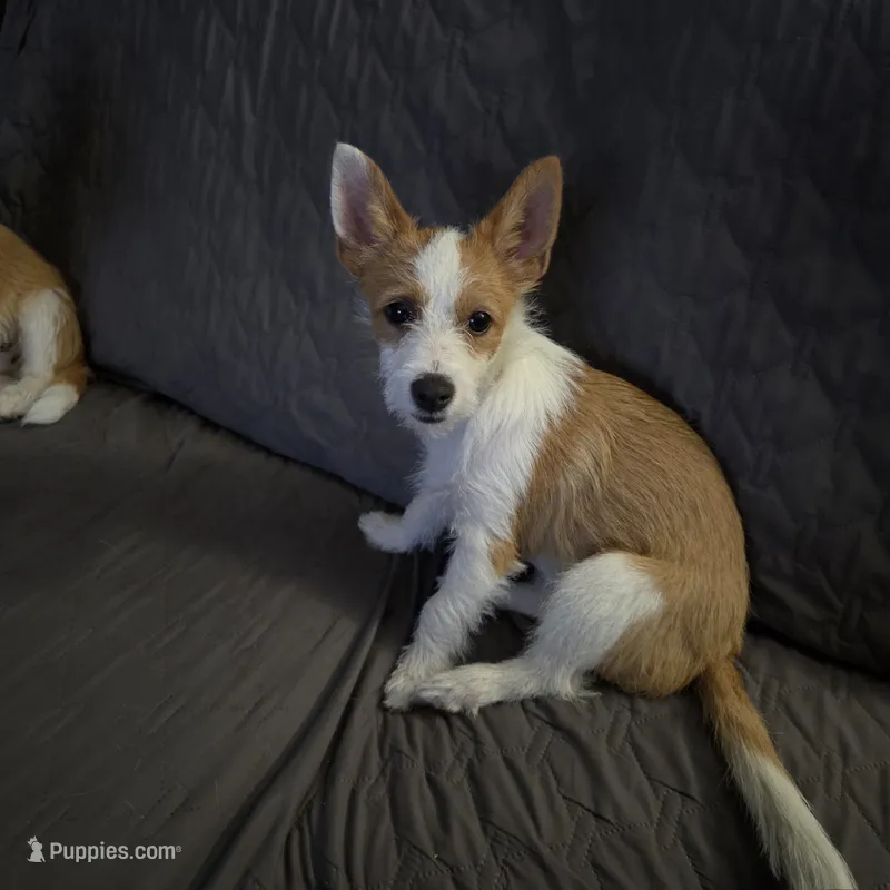 Sissy – Portuguese Podengo puppy for sale in Santa Rosa, CA