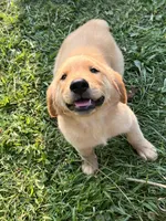 Male , a male Golden Retriever for sale in Van Buren, IN – 4 of 4