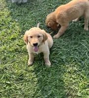 Male , a male Golden Retriever for sale in Van Buren, IN – 2 of 4