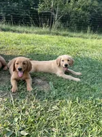 Male , a male Golden Retriever for sale in Van Buren, IN – 3 of 4