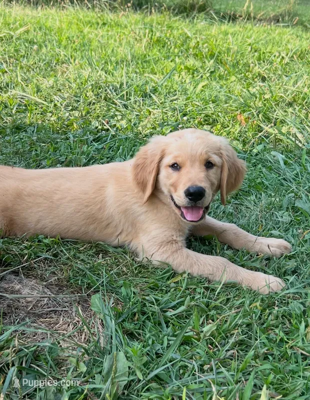 Male  – Golden Retriever puppy for sale in Van Buren, IN