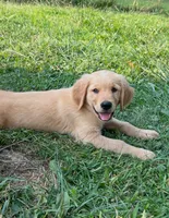 Male , a male Golden Retriever for sale in Van Buren, IN – 1 of 4