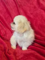 Walter AKC, a male Pekingese for sale in Great Falls, MT – 3 of 5