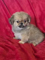 Peyton AKC, a male Pekingese for sale in Great Falls, MT – 4 of 5