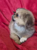 Peyton AKC, a male Pekingese for sale in Great Falls, MT – 2 of 5