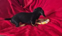 Margo, a female Miniature Dachshund for sale in Great Falls, MT – 2 of 2