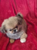 Peyton AKC, a male Pekingese for sale in Great Falls, MT – 5 of 5