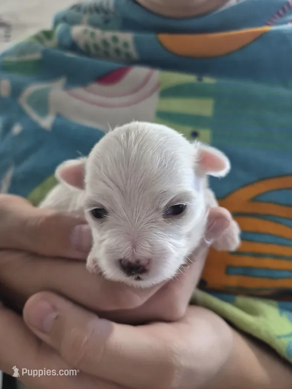 Crystal , a female Maltese for sale in Great Falls, MT – 1 of 3