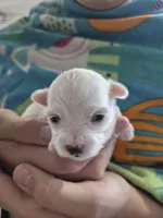 Crystal , a female Maltese for sale in Great Falls, MT – 1 of 3