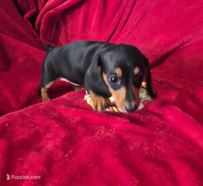 Margo – Miniature Dachshund puppy for sale in Great Falls, MT