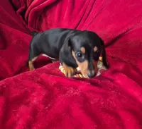 Margo, a female Miniature Dachshund for sale in Great Falls, MT – 1 of 2