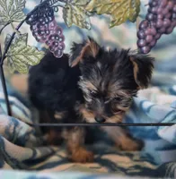 Tripp AKC, a male Yorkshire Terrier for sale in Great Falls, MT – 6 of 6