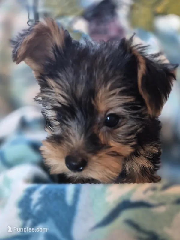 Tripp AKC, a male Yorkshire Terrier for sale in Great Falls, MT – 1 of 6