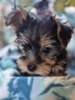 Tripp AKC, a male Yorkshire Terrier for sale in Great Falls, MT – 1 of 6