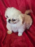 Walter AKC, a male Pekingese for sale in Great Falls, MT – 4 of 5