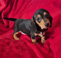 Cheyenne , a female Miniature Dachshund for sale in Great Falls, MT – 3 of 3