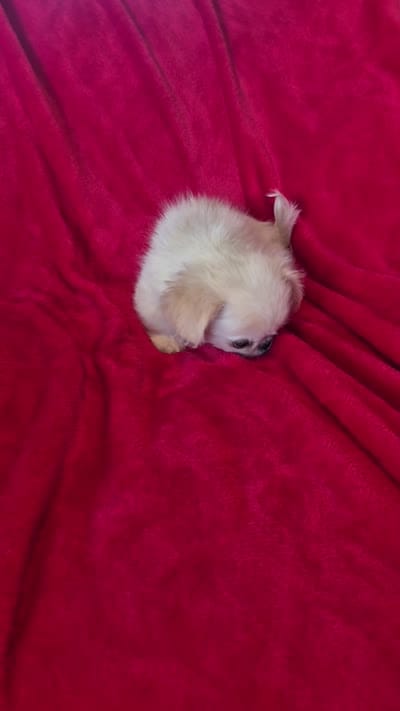 Walter AKC, a male Pekingese for sale in Great Falls, MT – 5 of 5