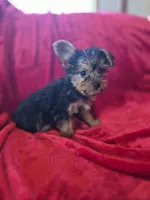 Sky AKC, a female Yorkshire Terrier for sale in Great Falls, MT – 4 of 5