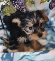 Tripp AKC, a male Yorkshire Terrier for sale in Great Falls, MT – 3 of 6