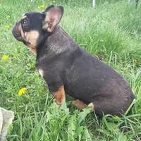 Mag 2, a male French Bulldog for sale in Great Falls, MT – Photo 3 of 7