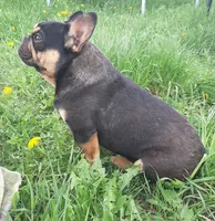Mag 2, a male French Bulldog for sale in Great Falls, MT – Photo 3 of 7