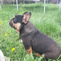 Mag 2, a male French Bulldog for sale in Great Falls, MT – Photo 1 of 7