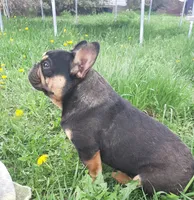 Mag 2, a male French Bulldog for sale in Great Falls, MT – Photo 1 of 7