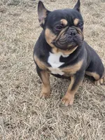 Mag 2, a male French Bulldog for sale in Great Falls, MT – 2 of 10