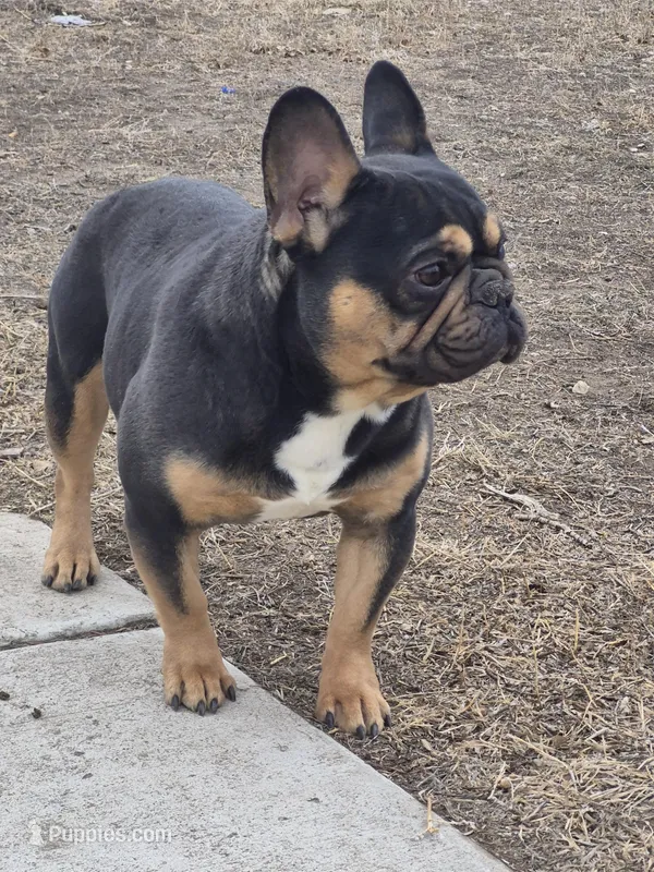 Mag 2 – French Bulldog puppy for sale in Great Falls, MT