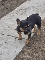Mag 2, a male French Bulldog for sale in Great Falls, MT – 3 of 10