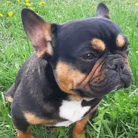 Mag 2, a male French Bulldog for sale in Great Falls, MT – Photo 4 of 7