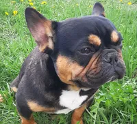 Mag 2, a male French Bulldog for sale in Great Falls, MT – Photo 4 of 7