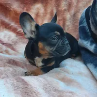 Mag 2, a male French Bulldog for sale in Great Falls, MT – Photo 5 of 7